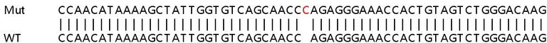 Sanger Sequencing - Human GK (Glycerol kinase) knockout HEK-293T cell lysate (AB257966)