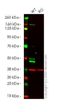 Western blot - Human GLA (Galactosidase alpha) knockout HeLa cell line (AB265563)