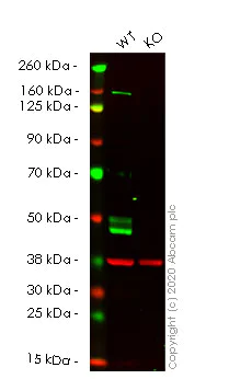 Western blot - Human GLA (Galactosidase alpha) knockout HeLa cell lysate (AB257449)