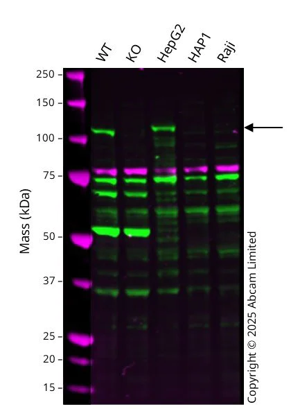 Western blot - Human GLDC knockout A549 cell line (AB300972)