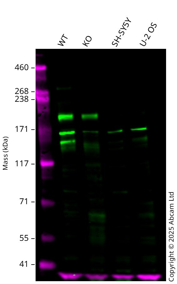 Human GLI1 knockout A549 cell line