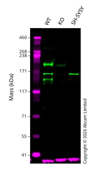 Western blot - Human GLI1 knockout A549 cell line (AB277815)