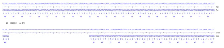 Next Generation Sequencing - Human GLI2 knockout A549 cell line (AB277816)