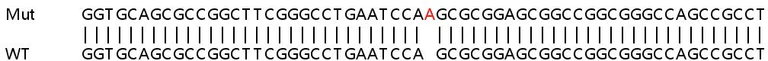 Sanger Sequencing - Human GLI4 knockout HEK-293T cell lysate (AB263216)