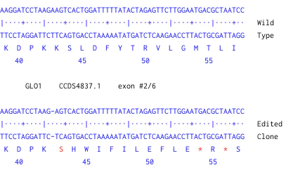 Next Generation Sequencing - Human GLO1 knockout MCF7 cell line (AB274948)
