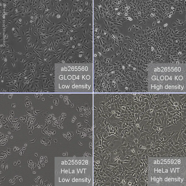 Cell Culture - Human GLOD4 knockout HeLa cell line (AB265560)