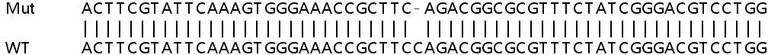 Sanger Sequencing - Human GLOD4 knockout HeLa cell lysate (AB263218)