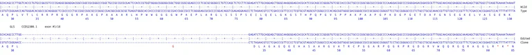 Next Generation Sequencing - Human GLS knockout MCF7 cell line (AB287444)