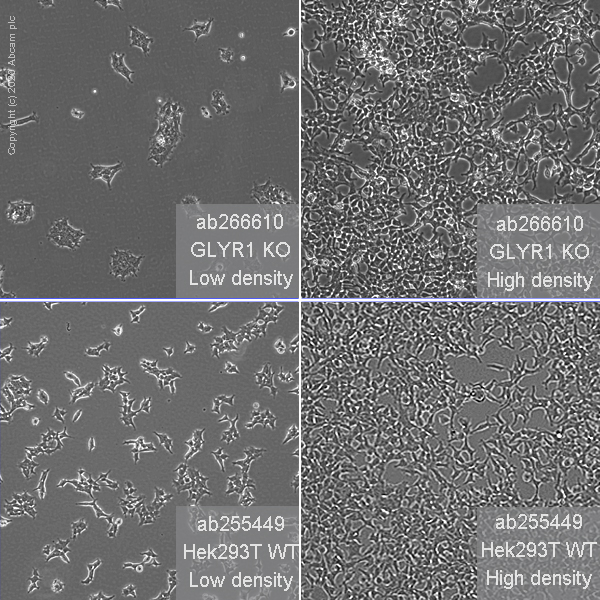 Human GLYR1 knockout HEK-293T cell line (ab266610) | Abcam