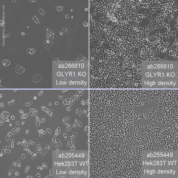 Cell Culture - Human GLYR1 knockout HEK-293T cell line (AB266610)