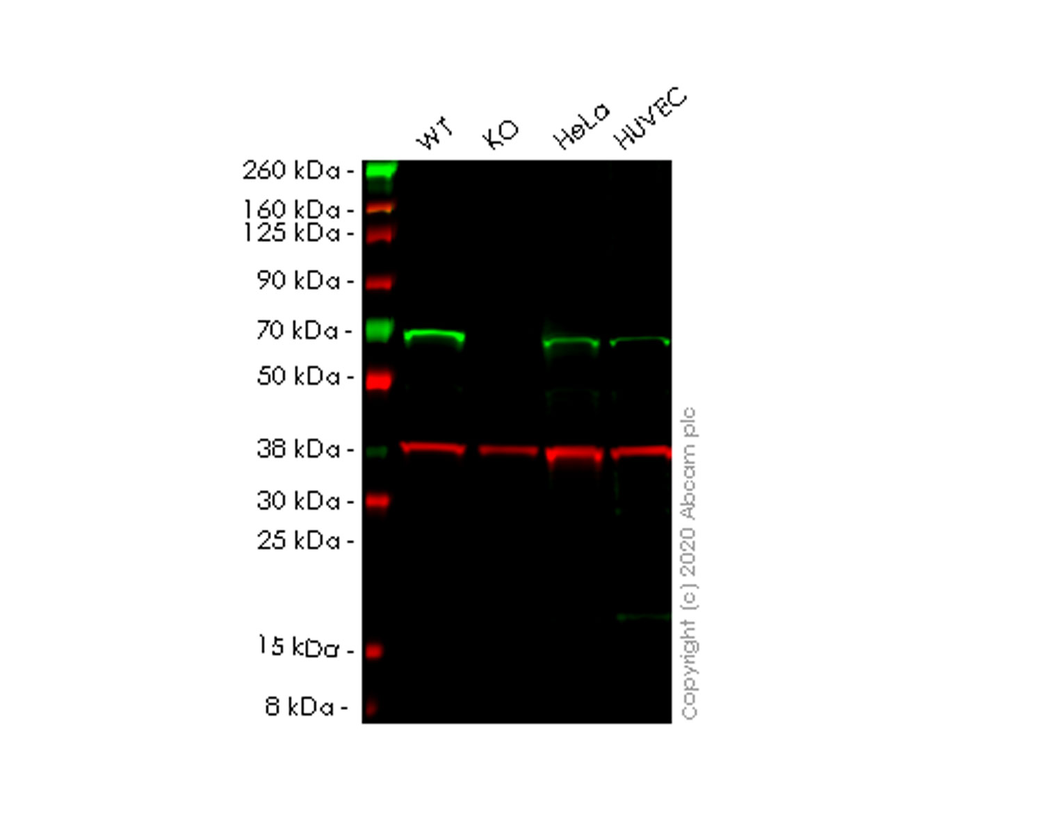 Western blot - Human GLYR1 knockout HEK-293T cell line (AB266610)