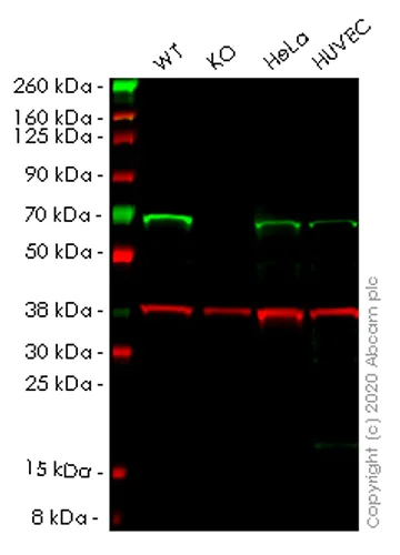 Western blot - Human GLYR1 knockout HEK-293T cell lysate (AB257968)