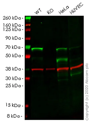 Western blot - Human GLYR1 knockout HEK-293T cell lysate (AB257968)