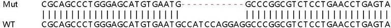 Sanger Sequencing - Human GMCSF knockout HEK-293T cell line (AB267274)