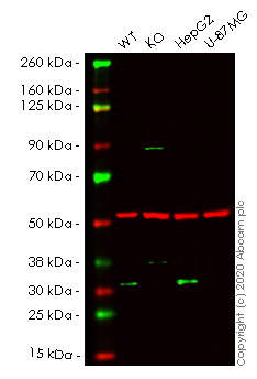 Western blot - Human GMNN (Geminin) knockout HeLa cell line (AB264972)