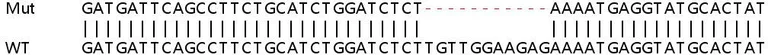 Sanger Sequencing - Human GMNN (Geminin) knockout HeLa cell lysate (AB257450)