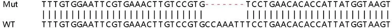 Sanger Sequencing - Human GMPR (GMPR1) knockout A549 cell line (AB267104)