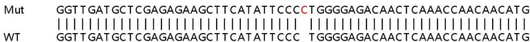 Sanger Sequencing - Human GNA13 knockout HCT116 cell lysate (AB257452)