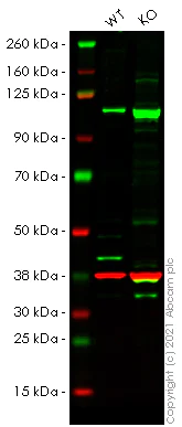 Western blot - Human GNA13 knockout HeLa cell line (AB264846)