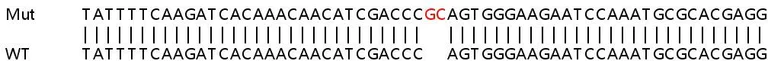 Sanger Sequencing - Human GNB1 knockout HCT116 cell lysate (AB258438)