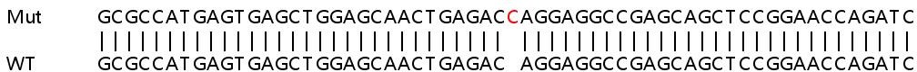 Sanger Sequencing - Human GNB2 knockout HEK-293T cell line (AB266528), expandable thumbnail