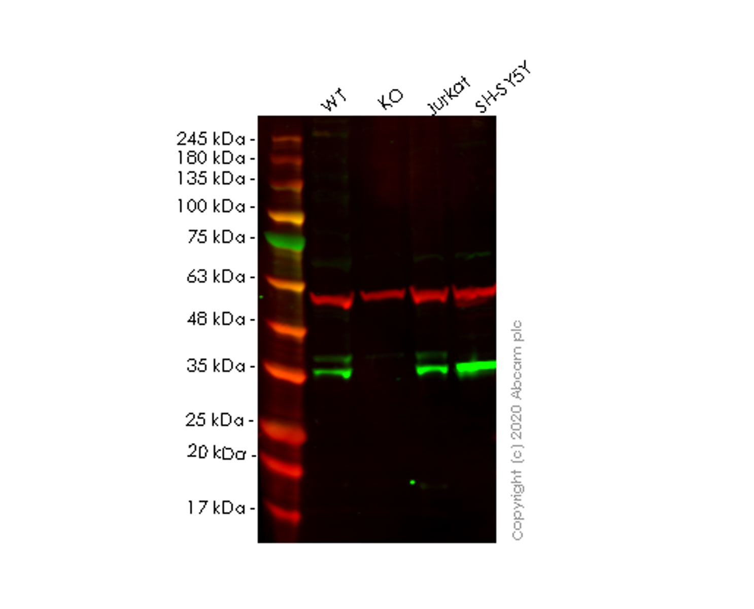 Western blot - Human GNB2 knockout HEK-293T cell line (AB266528), expandable thumbnail