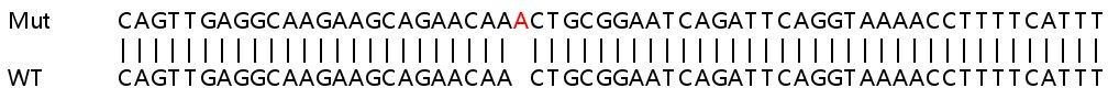 Human GNB4 knockout HeLa cell lysate