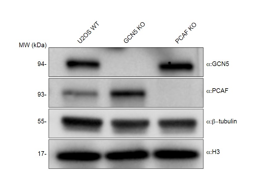 Western blot - Human GNC5 knockout U2-OS cell line (AB300217), expandable thumbnail