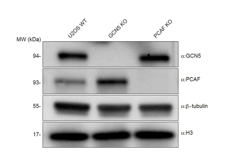 Western blot - Human GNC5 knockout U2-OS cell line (AB300217)