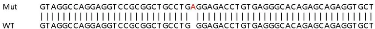 Sanger Sequencing - Human GNG4 knockout HEK-293T cell line (AB266067)