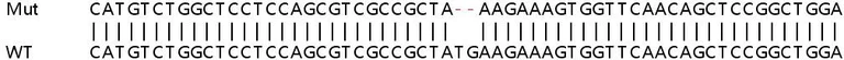 Sanger Sequencing - Human GNG5 knockout HEK-293T cell lysate (AB258885)