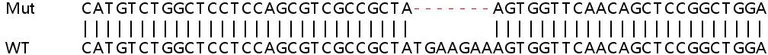 Sanger Sequencing - Human GNG5 knockout HEK-293T cell lysate (AB258885)
