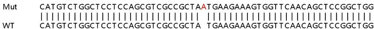 Sanger Sequencing - Human GNG5 knockout HEK-293T cell lysate (AB258885)