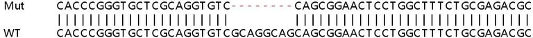 Sanger Sequencing - Human GNG8 (Gamma-9) knockout HEK-293T cell lysate (AB263222)