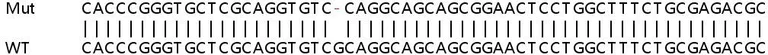 Sanger Sequencing - Human GNG8 (Gamma-9) knockout HEK-293T cell lysate (AB263222)