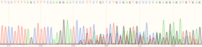Sanger Sequencing - Human GNPAT (DAPAT) knockout HeLa cell line (AB265611)
