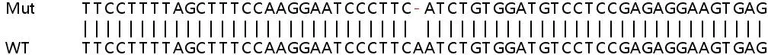 Sanger Sequencing - Human GNPAT (DAPAT) knockout HeLa cell lysate (AB258886)