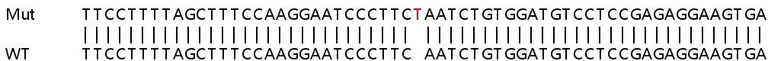 Sanger Sequencing - Human GNPAT (DAPAT) knockout HeLa cell lysate (AB258886)