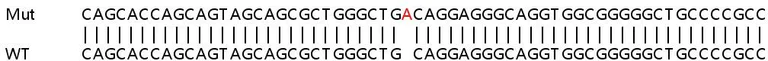 Sanger Sequencing - Human GNS knockout HeLa cell line (AB265495)