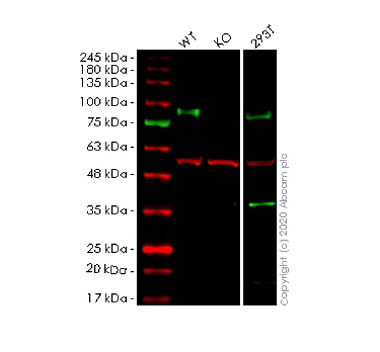 Human GNS knockout HeLa cell line