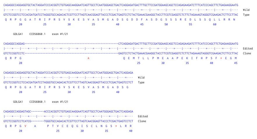 Sanger Sequencing - Human GOLGA1 Knockout HCT116 cell line (AB324223), expandable thumbnail