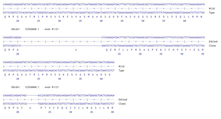 Sanger Sequencing - Human GOLGA1 Knockout HCT116 cell line (AB324223)