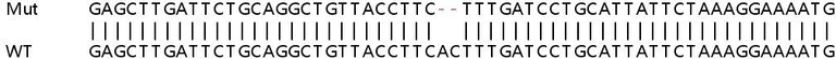 Sanger Sequencing - Human GOLGA5 (Golgin-84) knockout HEK-293T cell lysate (AB258887)