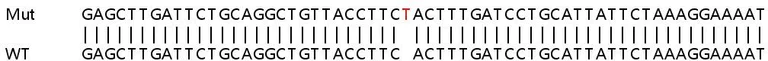 Sanger Sequencing - Human GOLGA5 (Golgin-84) knockout HEK-293T cell lysate (AB258887)