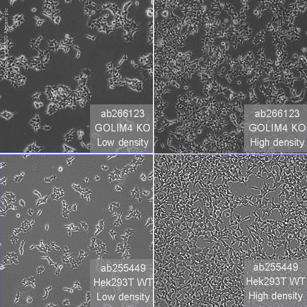 Human GOLIM4 (GOLPH4/GPP130) knockout HEK293T cell line (AB266123) Abcam