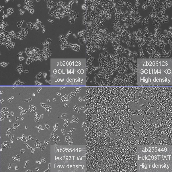 Cell Culture - Human GOLIM4 (GOLPH4/GPP130) knockout HEK-293T cell line (AB266123)