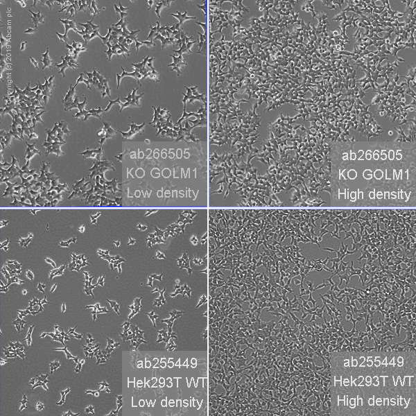 Cell Culture - Human GOLM1 (GOLPH2) knockout HEK-293T cell line (AB266505), expandable thumbnail