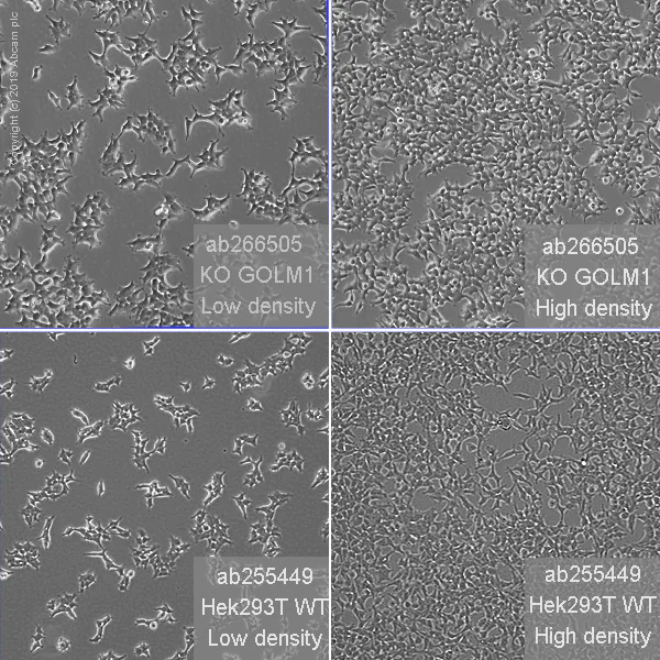 Cell Culture - Human GOLM1 (GOLPH2) knockout HEK-293T cell line (AB266505)