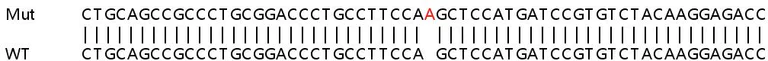 Sanger Sequencing - Human GOLM1 (GOLPH2) knockout HEK-293T cell line (AB266505)