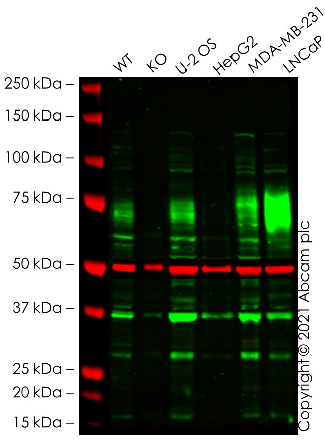 Western blot - Human GOLM1 (GOLPH2) knockout HEK-293T cell line (AB266505), expandable thumbnail